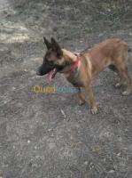 tizi-ouzou-freha-algerie-chien-vends-mal-malinoi-12-mois-dressé