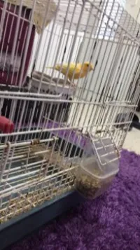 2 Canari mâle et femelle(avec 2 cages)