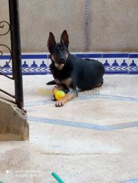 الجزائر-الحراش-كلب-berger-beauceron