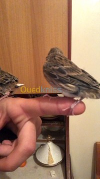 الجزائر-المحمدية-عصفور-canaris