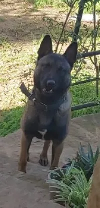 malinois