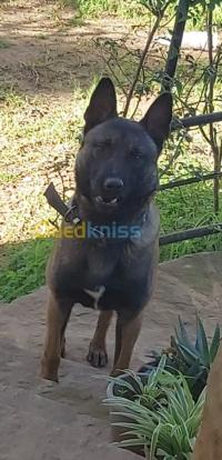 الجزائر-درارية-كلب-malinois