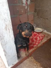 Rottweiler allemand 2,5 mois
