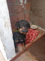 mostaganem-stidia-algerie-chien-rottweiler-allemand-2-5-mois