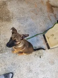 Malinois croise avendre