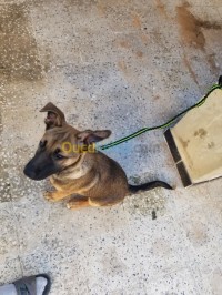 بجاية-الجزائر-كلب-malinois-croise-avendre
