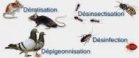 Dératisation Désinsectisation désinfec