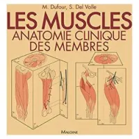 Les muscles. Anatomie clinique des membres