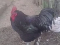 oeufs fecondés poule Australorp pur 