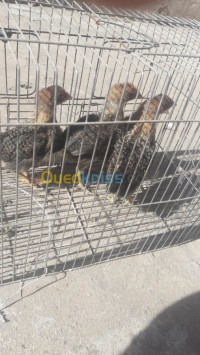 oran-algerie-animaux-de-ferme-فلاليس-فيومي-ذهبي-كبار-شهر-و-سيمانا