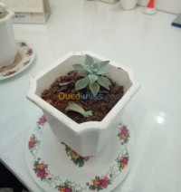 الجزائر-بئر-مراد-رايس-بستنة-plantes-d-intérieur