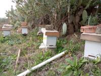 boumerdes-khemis-el-khechna-algerie-alimentaires-بيع-النحل-و-العسل