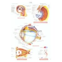الجزائر-درارية-كتب-و-مجلات-planches-d-anatomie-19-l-oeil