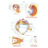 Planches d'anatomie. 19 -L'oeil