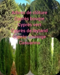 Cypres meilleur arbres clôture
