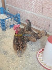 الشلف-الجزائر-حيوانات-المزرعة-بيض-سبرايت-الانيق