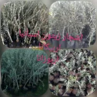 أشجار الزيتون 