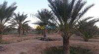 biskra-ouled-djellal-algerie-terrain-agricole-vente