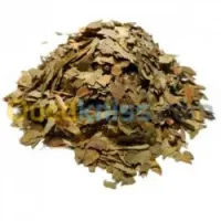 GINGKO Biloba (feuille et poudre) جنكة بيلوبا