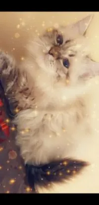 Angora