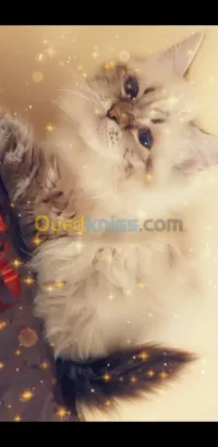 Angora