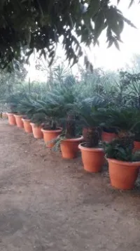 Cycas 