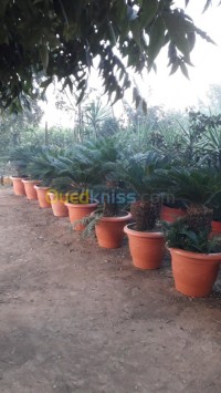 blida-soumaa-algeria-gardening-cycas