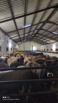 alger-ain-taya-algerie-animaux-de-ferme-veau-aubrac-450kg