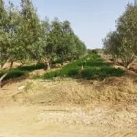 Vente Terrain Agricole Msila Mcif