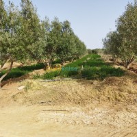 المسيلة-مسيف-الجزائر-أرض-فلاحية-byaa-ard-flahy-almsyl-msyf