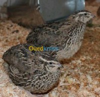 boumerdes-beni-amrane-boudouaou-algerie-animaux-de-ferme-طائر-السمان-les-caille