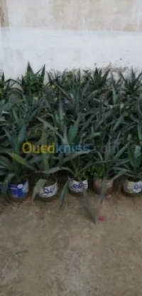 Agave bleue plante ornrmentale