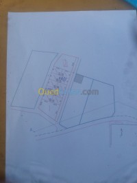 سطيف-العلمة-الجزائر-أرض-byaa-ard-styf-alaalm