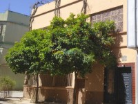 تلمسان-مغنية-الجزائر-آخر-byaa-aakar-tlmsan-mghny