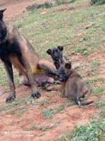 alger-zeralda-algerie-chien-malinois-chiot-et-chiens