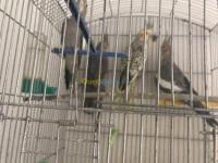 alger-chevalley-algerie-oiseau-callopsite