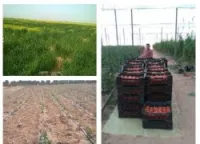 Vente Terrain Agricole Khenchela Babar