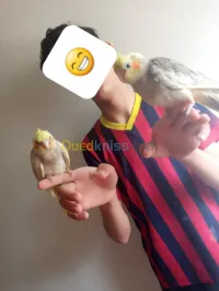 كوبل كالوبسيت 
