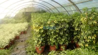 amenagement des espaces vert 