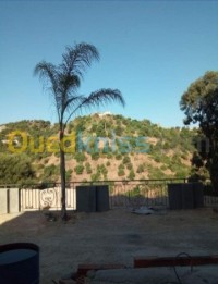 الجزائر-وسط-تنظيف-و-بستنة-jardinage