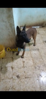 ain-defla-miliana-algerie-chat-mal-malinois