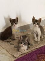 alger-birkhadem-algerie-chat-trois-jolies-chatons-a-adopter