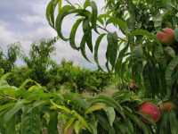 terrain-agricole-vente-tipaza-attatba-algerie