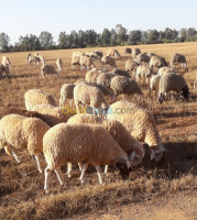 blida-algerie-animaux-de-ferme-كباش-العيد