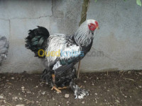 blida-ouled-selama-algerie-animaux-de-ferme-poulet-brahma