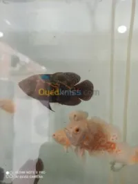 poisson oscar tigre/albino 10 cm