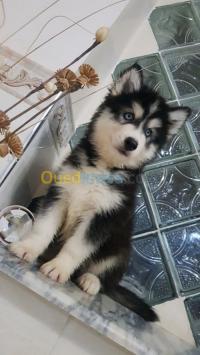 تيارت-الجزائر-كلب-chiots-huskies