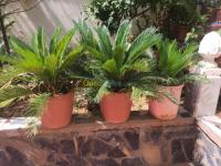 الجزائر-السويدانية-آخر-sika-plantes-japonais