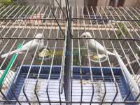 ain-temouchent-algerie-oiseau-couple-canari-blanc-mashallah