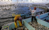 alger-centre-algerie-construction-travaux-bureau-d-étude-aquaculture